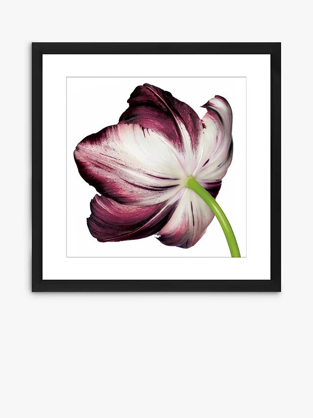 John Lewis Burgundy Tulip 4 Framed Print & Mount 56 x 56cm - Burgundy
