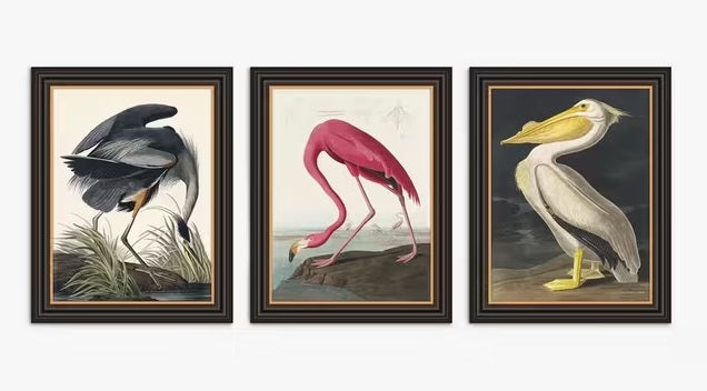 John Lewis John James Audubon Birds Framed Print 47 x 37cm Set of 3 - Multi