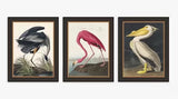 John Lewis John James Audubon Birds Framed Print 47 x 37cm Set of 3 - Multi