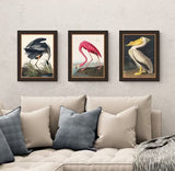 John Lewis John James Audubon Birds Framed Print 47 x 37cm Set of 3 - Multi