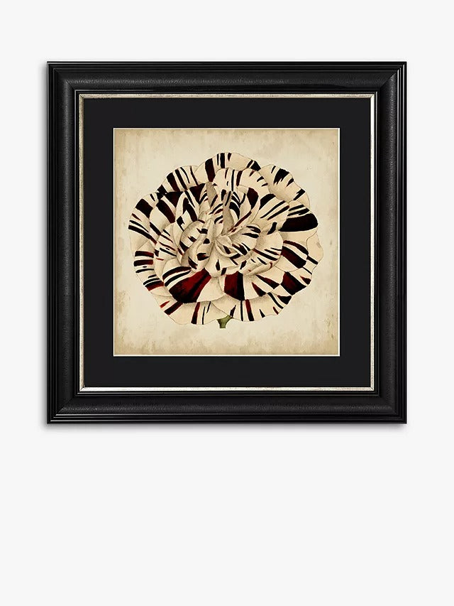 Brookpace Lascelles Pop Floral V Framed Print & Mount 56 x 56cm Black/White - Kazoop 