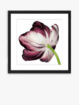 John Lewis Burgundy Tulip 4 Framed Print & Mount 56 x 56cm - Burgundy