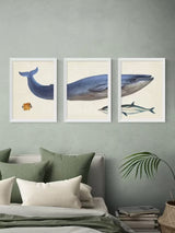 EAST END PRINTS Natural History Museum Whale A2 Print Set of 3 - White Frame