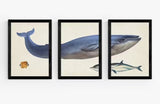 EAST END PRINTS Natural History Museum Whale A2 Print Set of 3 - Black Frame