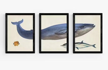 EAST END PRINTS Natural History Museum Whale A2 Print Set of 3 - Black Frame