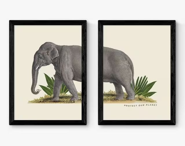 EAST END PRINTS Natural History Museum 'Elephant' A2 Framed Print Set of 2