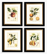John Lewis & Partners Tuscan Fruit - Framed Print & Mount Set of 4 - Multi
