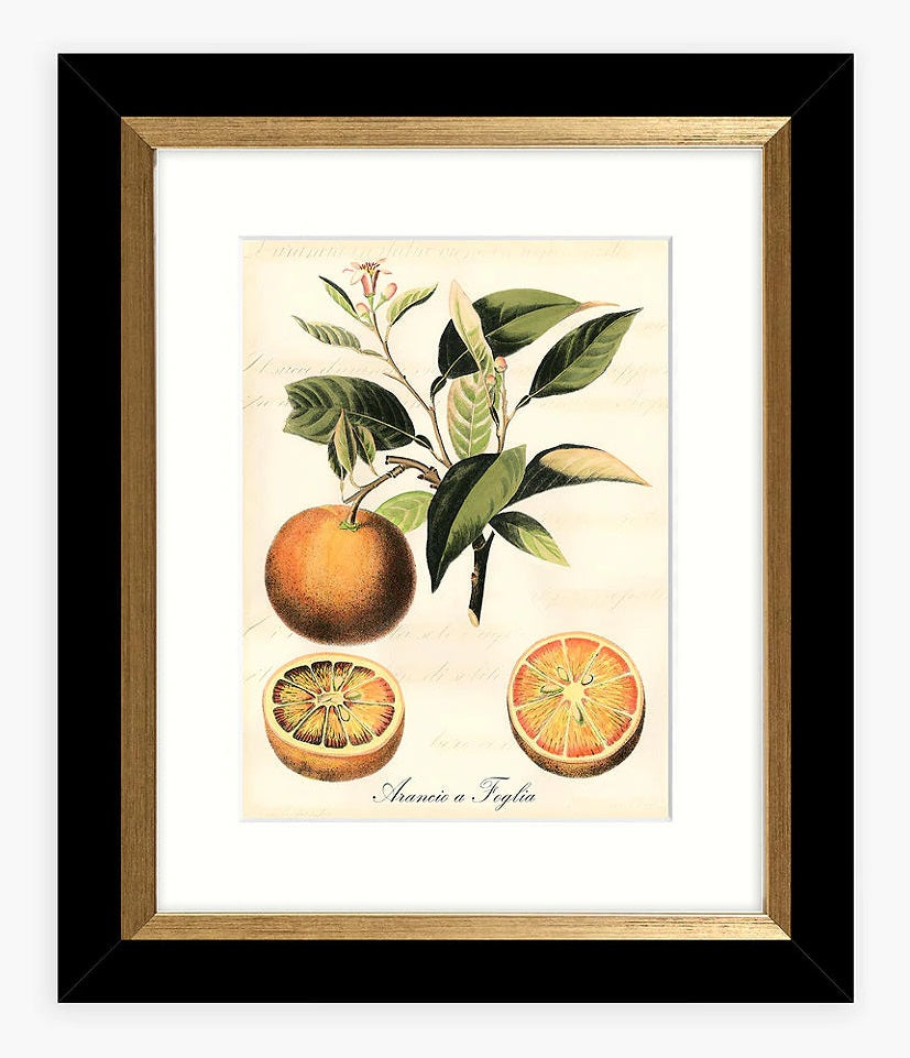 John Lewis & Partners Tuscan Fruit - Framed Print & Mount Set of 4 - Multi