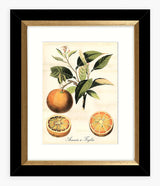 John Lewis & Partners Tuscan Fruit - Framed Print & Mount Set of 4 - Multi