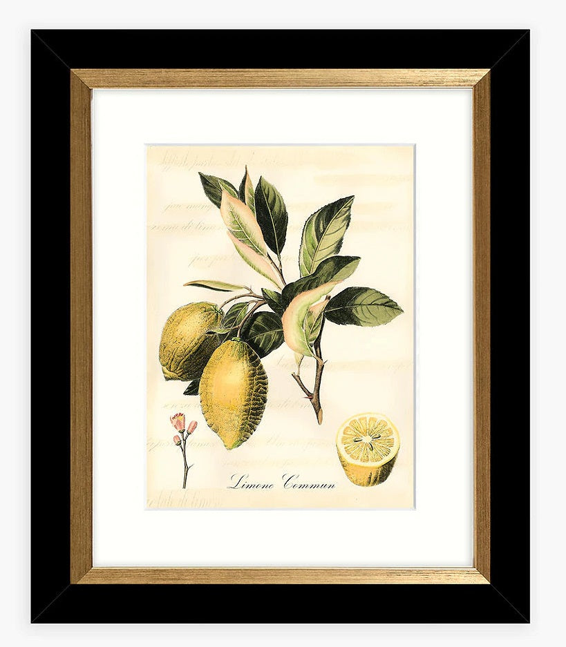 John Lewis & Partners Tuscan Fruit - Framed Print & Mount Set of 4 - Multi