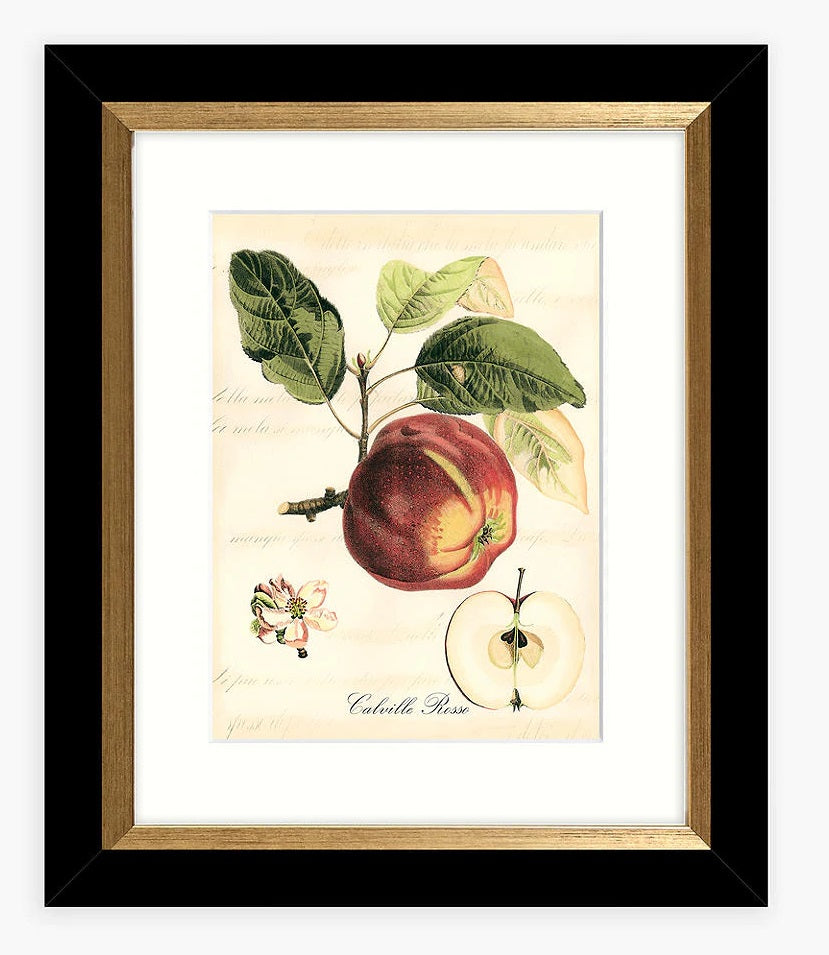 John Lewis & Partners Tuscan Fruit - Framed Print & Mount Set of 4 - Multi
