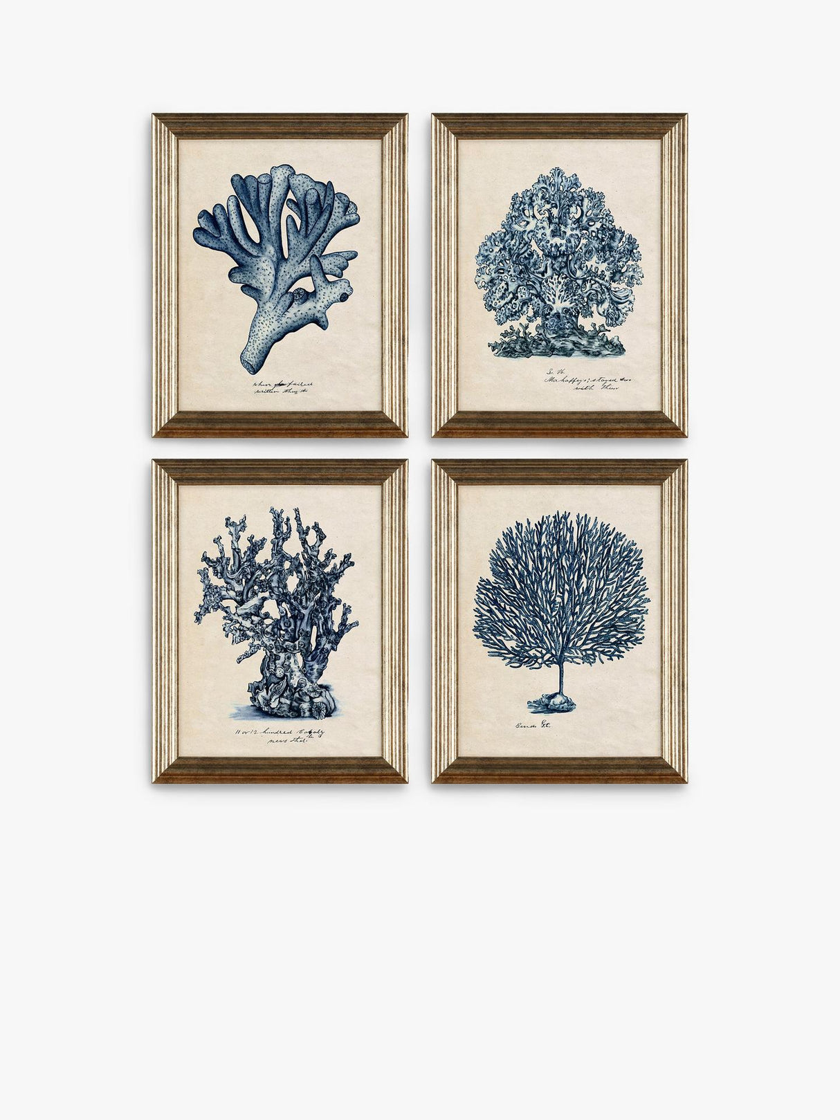 John Lewis Melissa Wang 'Sea Coral Study' Framed Prints Set of 4 - 47 x 37cm