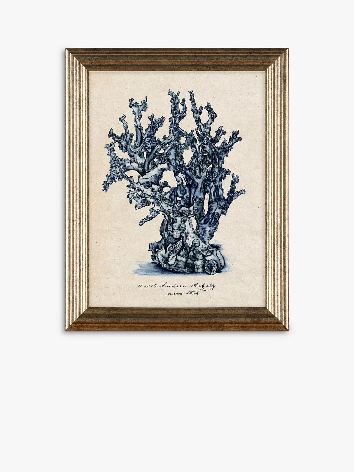 John Lewis Melissa Wang 'Sea Coral Study' Framed Prints Set of 4 - 47 x 37cm