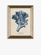 John Lewis Melissa Wang 'Sea Coral Study' Framed Prints Set of 4 - 47 x 37cm