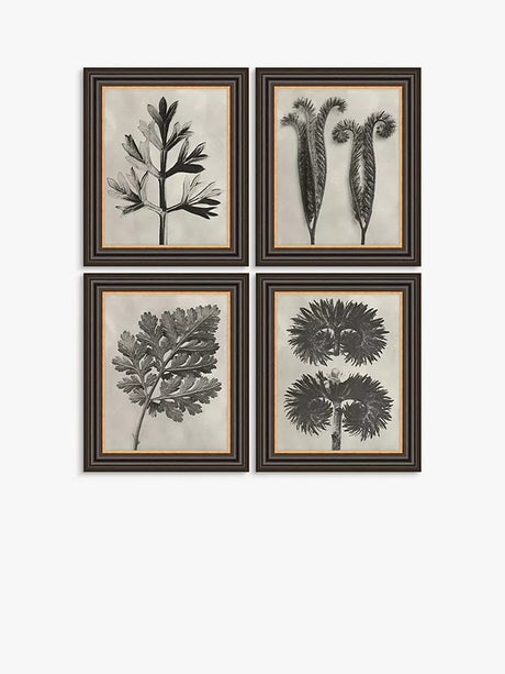 John Lewis Karl Blossfeldt Botanicals Framed Prints Set of 4 37 x 31cm Grey - Kazoop 