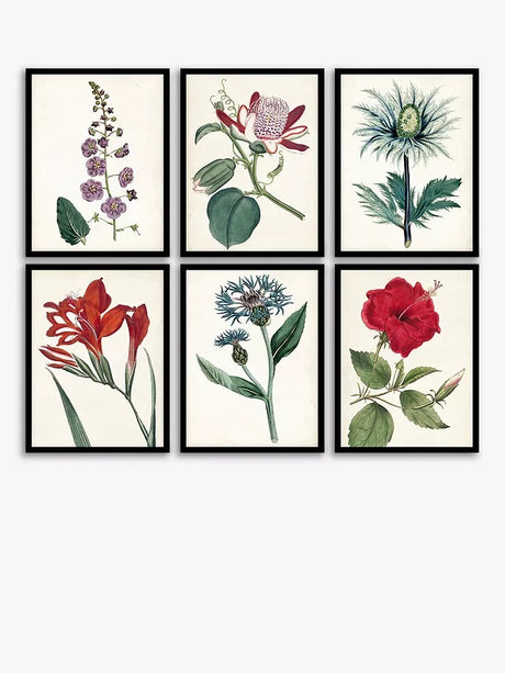 John Lewis Garden Botanicals - Framed Prints Set of 6 42 x 32cm - Multi - Kazoop 