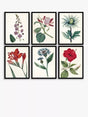 John Lewis Garden Botanicals - Framed Prints Set of 6 42 x 32cm - Multi - Kazoop 