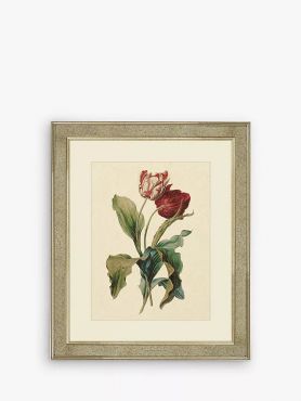 Brookpace Lascelles Tulips III Framed Print & Mount H60 x W50cm - Red/Multi